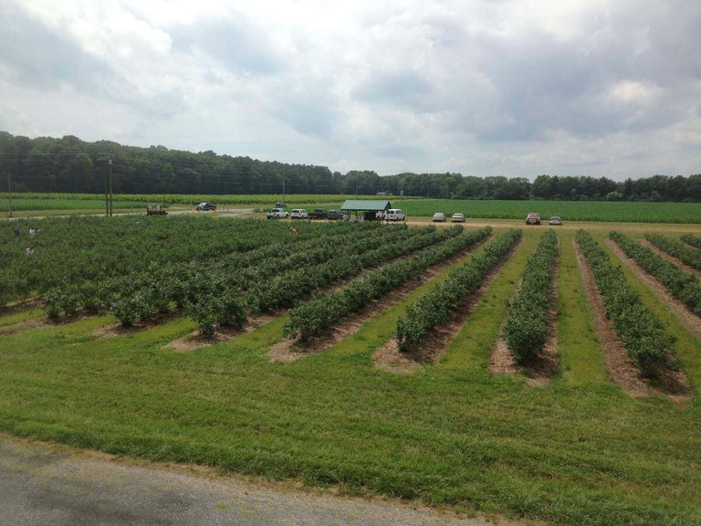 Lush Bennett Blueberry Rows ripe and ready for pick-your-own 